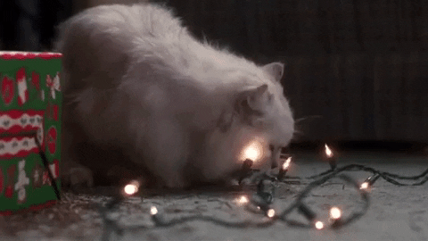 Cat Chewing Christmas Lights
