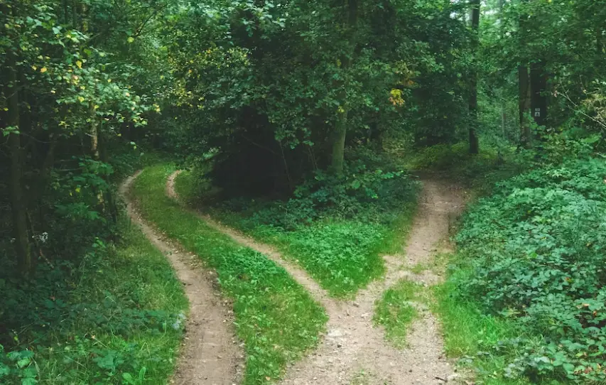 Photo of a forest with 2 paths, one leading left, and the other leading right