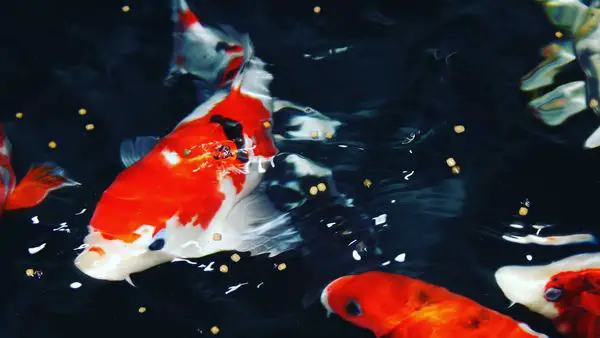 Photo of Koi Fish being bed