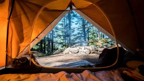 Photo taken from inside a camping tent looking out into a forest